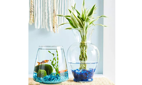 بامبو خوش‌شانس در فنگ شویی برای فعال‌سازی انرژی ثروت